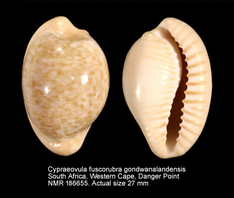 Cypraeovula fuscorubra gondwanalandensis.jpg - Cypraeovula fuscorubra gondwanalandensis (Burgess,1970)